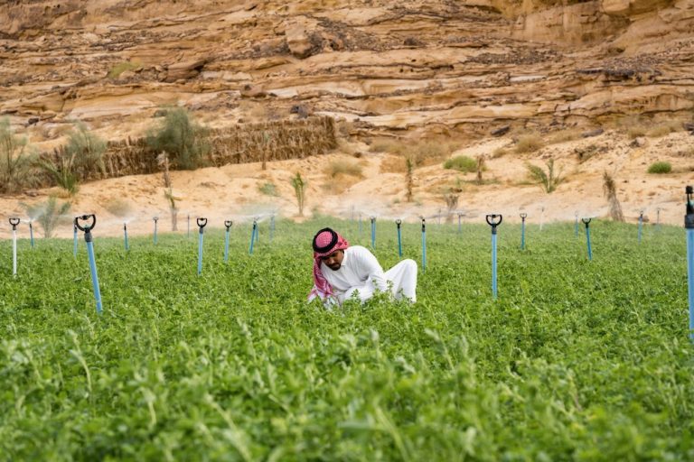 getty_saudi_arabia_alfalfa