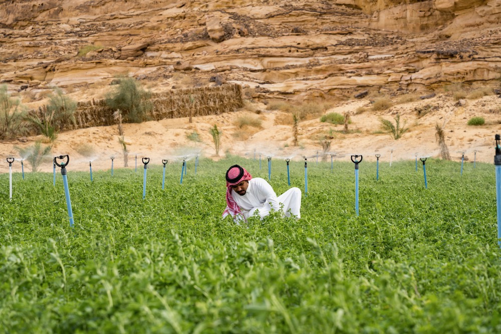 getty_saudi_arabia_alfalfa