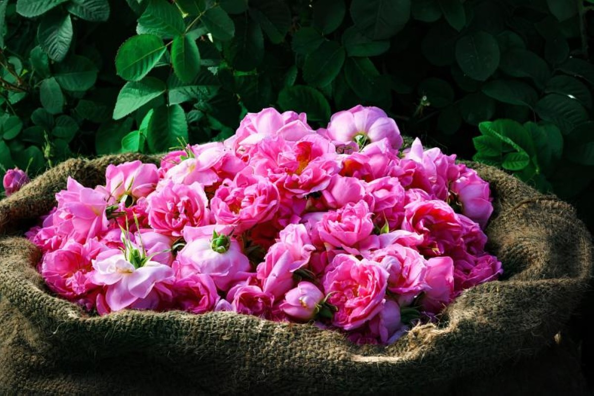 header, Mawar Taif (Sumber listmag.com)