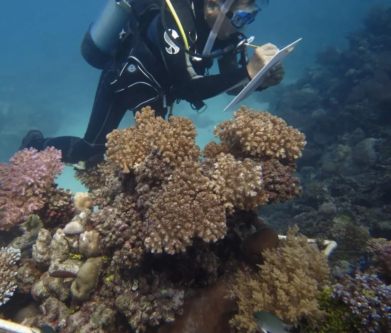 header, Ilustrasi Pemetaan Bawah Laut (Sumber leaders-mena.com)