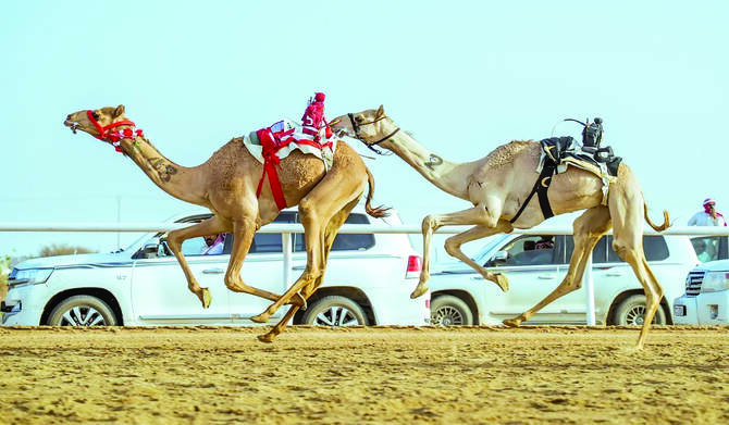 header, Festival Unta Putra Mahkota Tahun ini Diselenggarakan 2-12 September 2025 (Sumber Arab News)