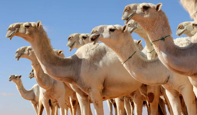 header, Ilustrasi Lelang Unta di Festival Hail (Sumber Arab News)
