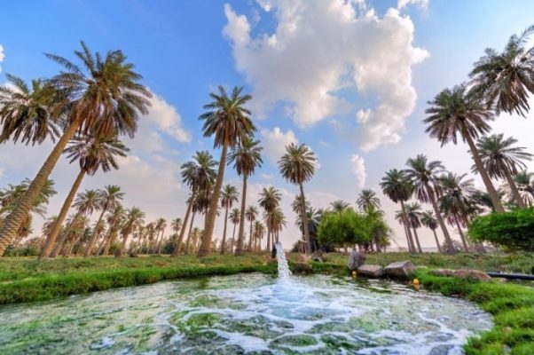 Al-Ahsa Oasis