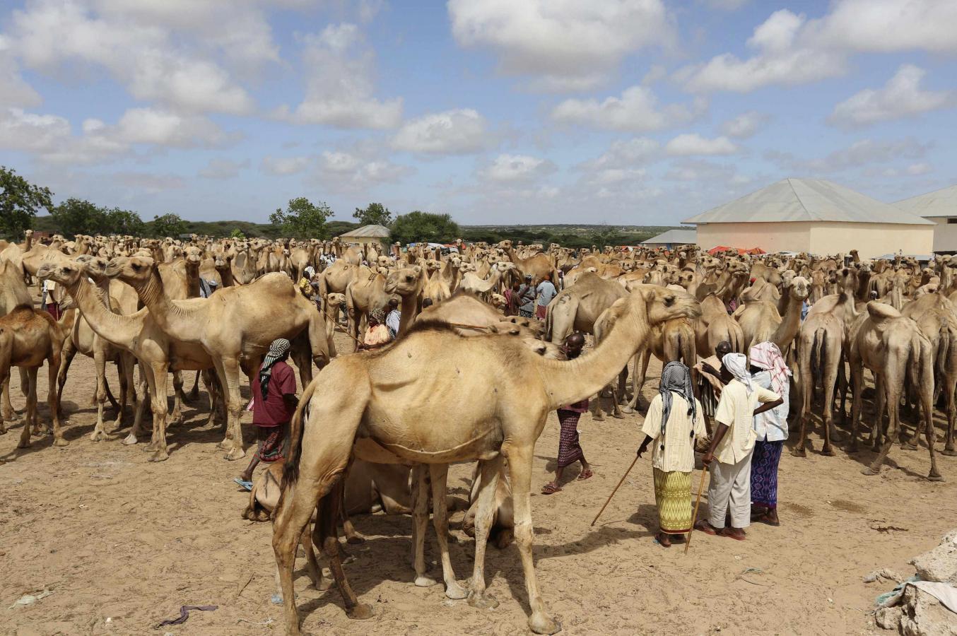 File photo of Somali traders and their camels waiting at the open air export market, on the outskirts of Somalia's capital Mogadishu