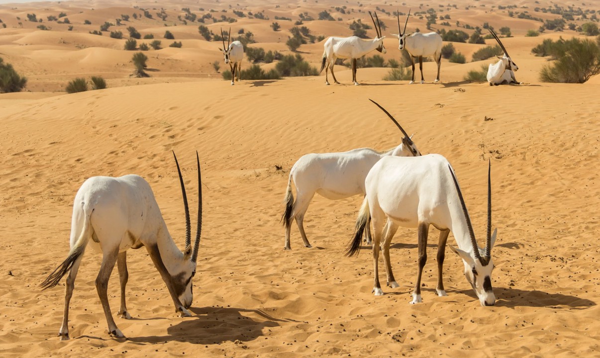 header, Arabian Oryx, Salah Satu Satwa Liar di Gurun Arab Saudi (Sumber wanderlustmagazine.com)