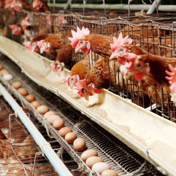 header, Ilustrasi Peternakan Ayam (Sumber Farm Animal Rescue)