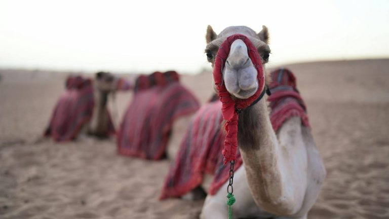 header, Ilustrasi Unta Arab Saudi (Sumber Pexels)