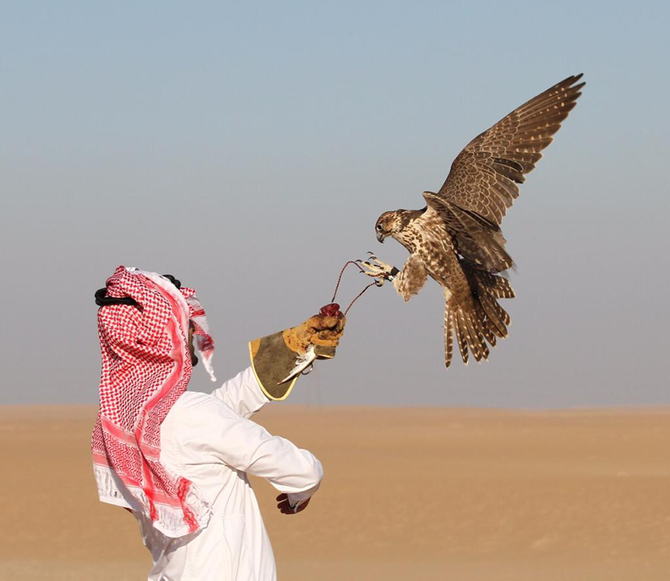 Falconry in Saudi Arabia