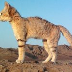 Untitled (600 x 400 px) - 1