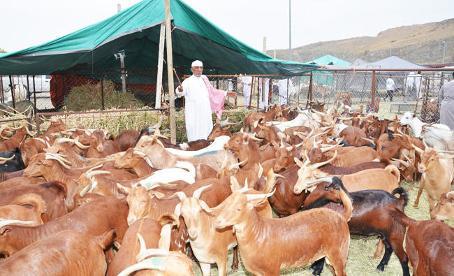 header, Ilustrasi Hewan Qurban di Arab Saudi (Sumber Arab News)
