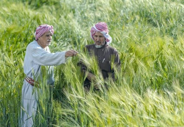 header, Ilustrasi Warga Saudi yang Bertani (Sumber Arab News)