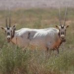 header, Cagar Alam Kerajaan Raja Salman bin Abdulaziz menyediakan habitat yang aman