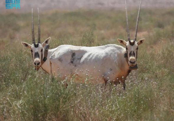 header, Cagar Alam Kerajaan Raja Salman bin Abdulaziz menyediakan habitat yang aman