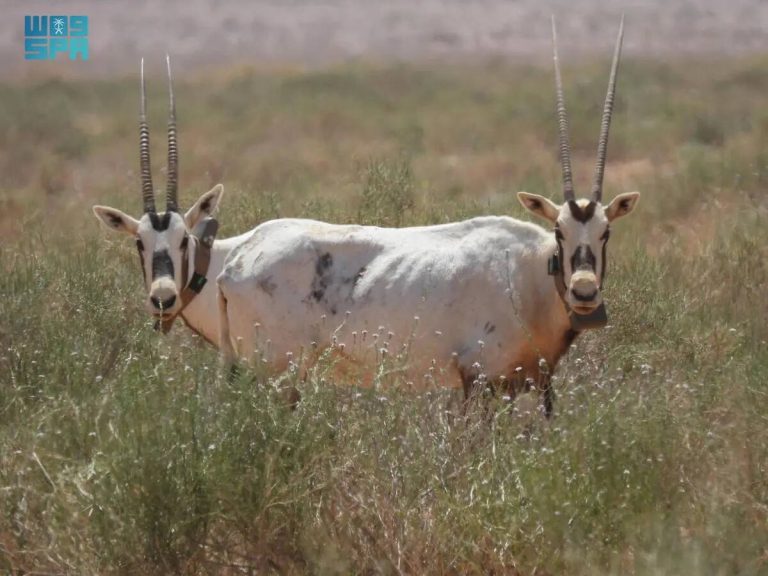 header, Cagar Alam Kerajaan Raja Salman bin Abdulaziz menyediakan habitat yang aman