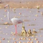 header, Burung Flamingo, Pertama Kalinys Muncul di Cagar Alam Kerajaan Raja Abdulaziz (Sumber Arab News)