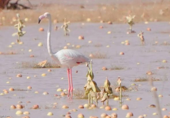 header, Burung Flamingo, Pertama Kalinys Muncul di Cagar Alam Kerajaan Raja Abdulaziz (Sumber Arab News)