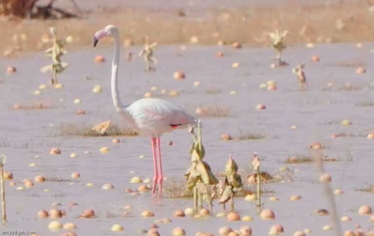 header, Burung Flamingo, Pertama Kalinys Muncul di Cagar Alam Kerajaan Raja Abdulaziz (Sumber Arab News)
