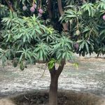 header, Pohon Mangga di Rijal Almaa Tumbuh dengan Memanfaatkan AI (Sumber Arab News)