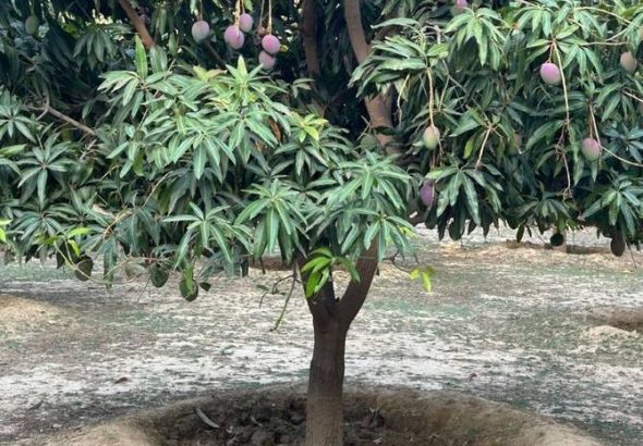 header, Pohon Mangga di Rijal Almaa Tumbuh dengan Memanfaatkan AI (Sumber Arab News)