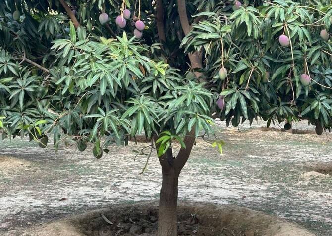 header, Pohon Mangga di Rijal Almaa Tumbuh dengan Memanfaatkan AI (Sumber Arab News)
