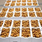 header, Rutab, Fase Pematangan Buah Kurma (Sumber SPA)