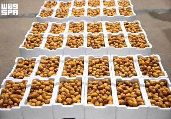 header, Rutab, Fase Pematangan Buah Kurma (Sumber SPA)