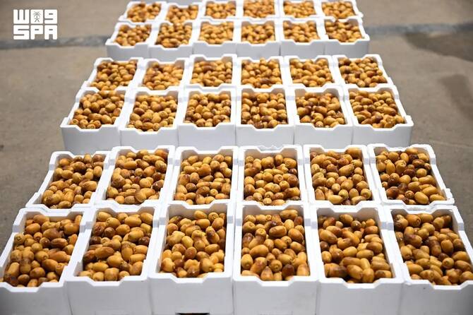 header, Rutab, Fase Pematangan Buah Kurma (Sumber SPA)