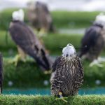 header, International Falcon Breeders Auction Berlangsung anggal 5 - 25 Agustus 2026 di Malham (Sumber SPA)