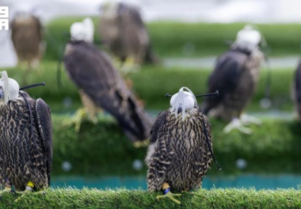 header, International Falcon Breeders Auction Berlangsung anggal 5 - 25 Agustus 2026 di Malham (Sumber SPA)