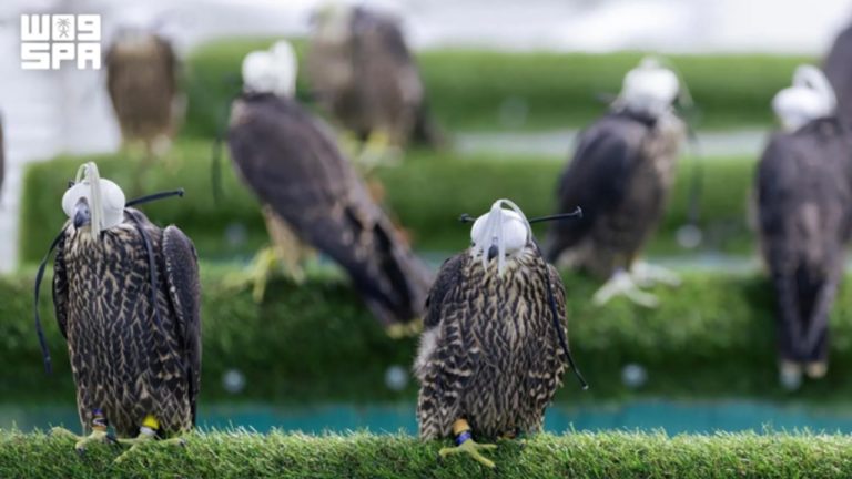 header, International Falcon Breeders Auction Berlangsung anggal 5 - 25 Agustus 2026 di Malham (Sumber SPA)