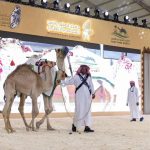 header, Lelang Unta di Saudi Falcons and Hunting Exhibition di Riyadh (Sumber SPA)