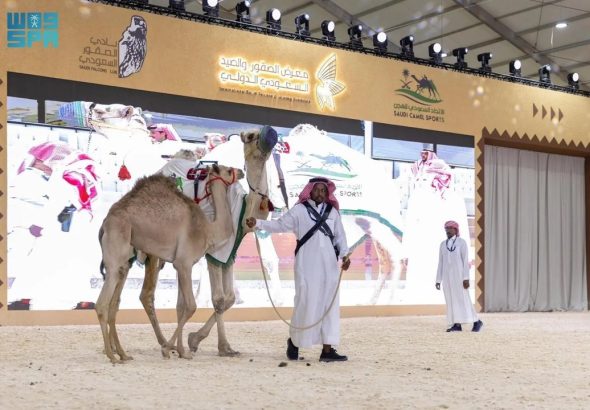 header, Lelang Unta di Saudi Falcons and Hunting Exhibition di Riyadh (Sumber SPA)