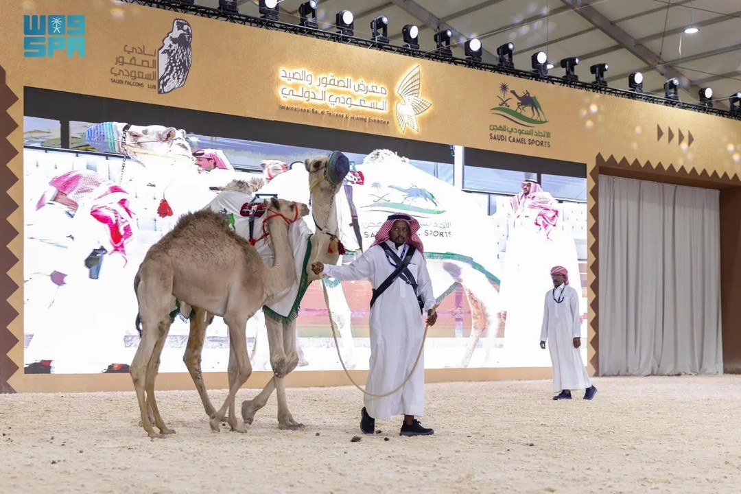 header, Lelang Unta di Saudi Falcons and Hunting Exhibition di Riyadh (Sumber SPA)