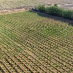 header, Ilustrasi Sebuah Ladang di Jazan (Sumber SPA)