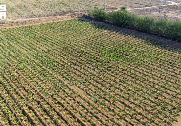 header, Ilustrasi Sebuah Ladang di Jazan (Sumber SPA)