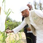 pertanian saudi